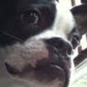 Meet your Posher, Annie